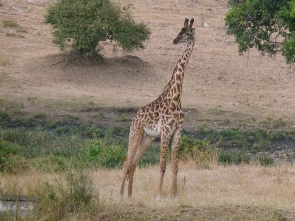 Giraffen in der Serengti in Tansania