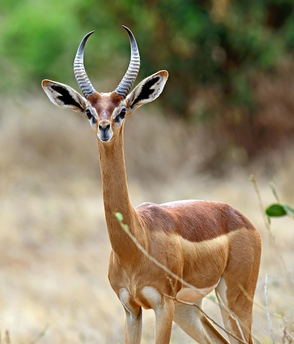 Impala in der Wildnis