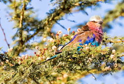 Vogel, Kenia